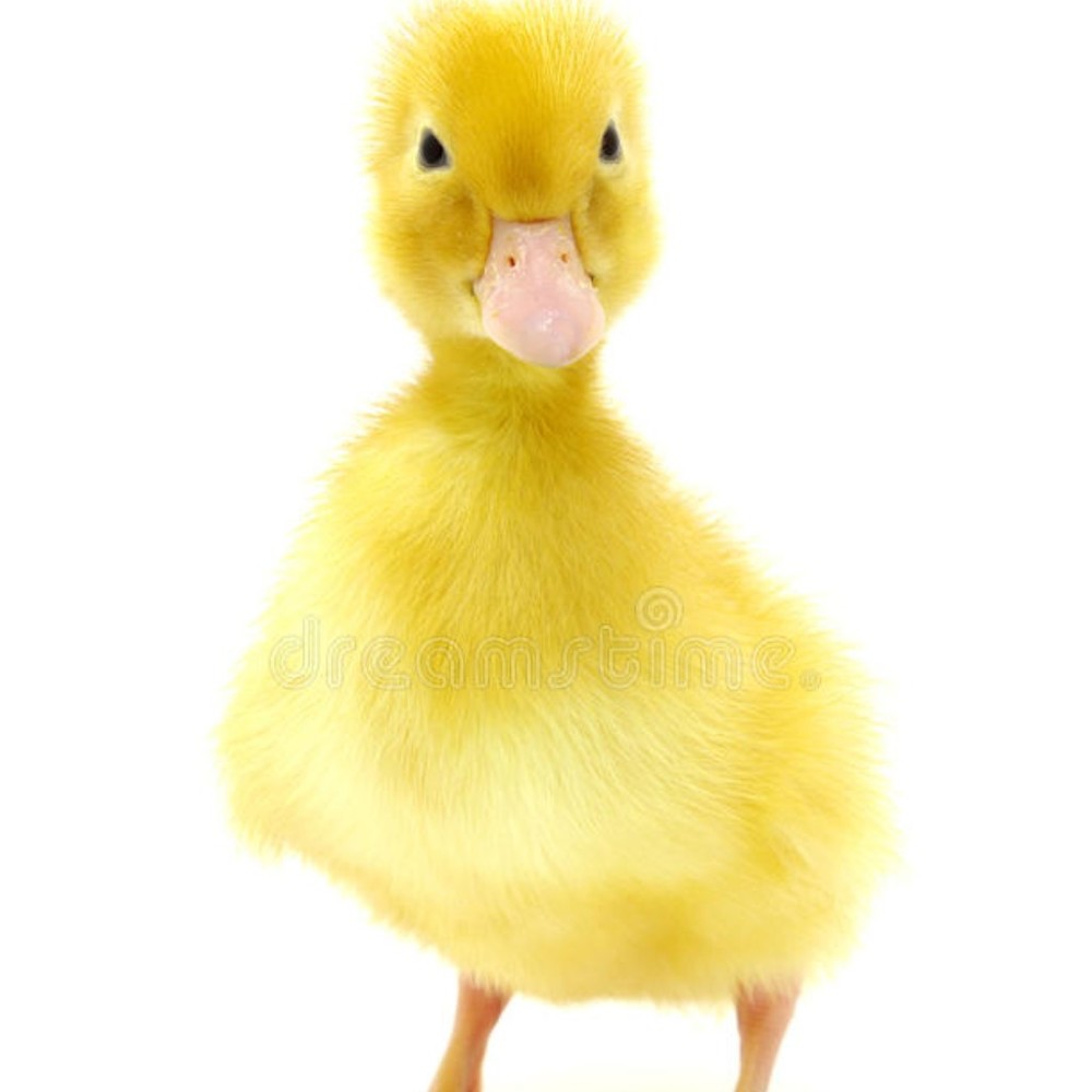 Meet your Posher, Douglas